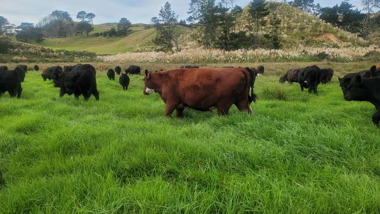 240 Pinaki Road Te Kopuru_7