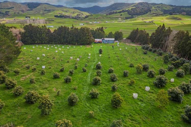 548b Waihi Whangamata Road_4