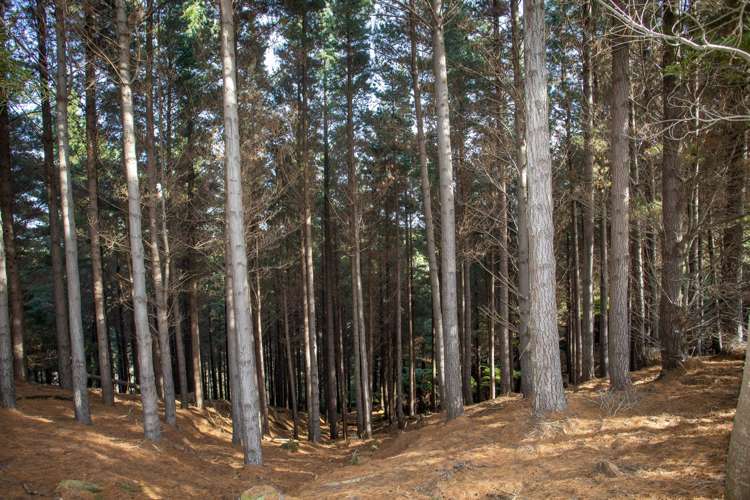 1204j State Highway 3 Kai Iwi_11