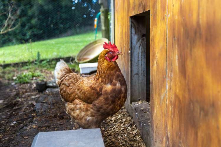 92 Dennis Road Kaipara Flats_24