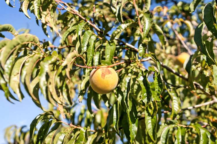 15a & 15b French Street Martinborough_10