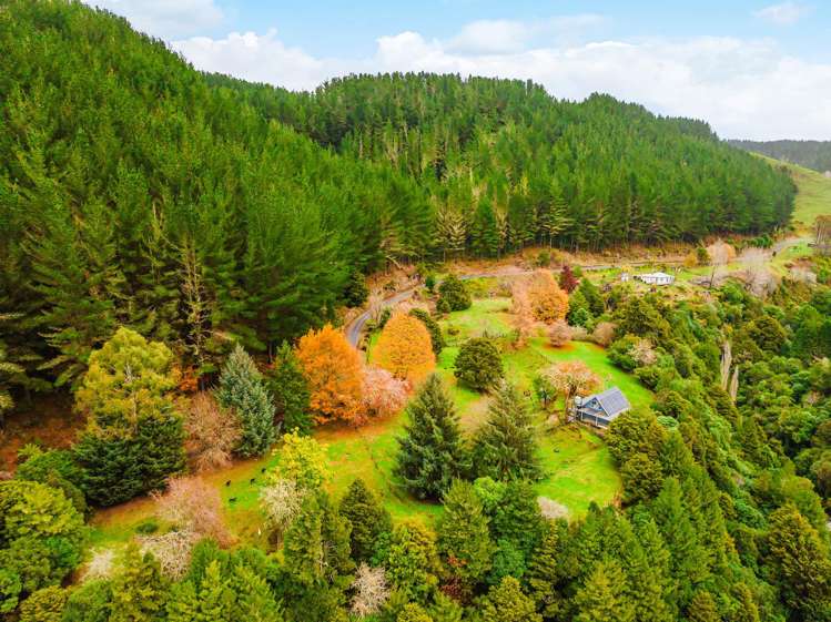 2005 Ongarue Stream Road Waimiha_17