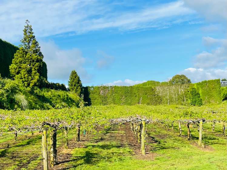 547 Te Matai Road Te Puke_18