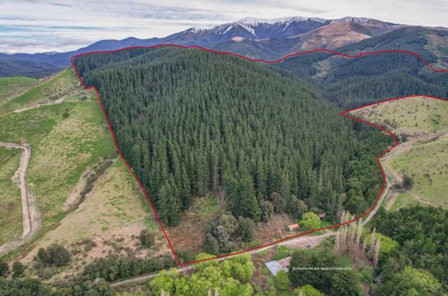 Canterbury Carbon Forest with Upside Potential