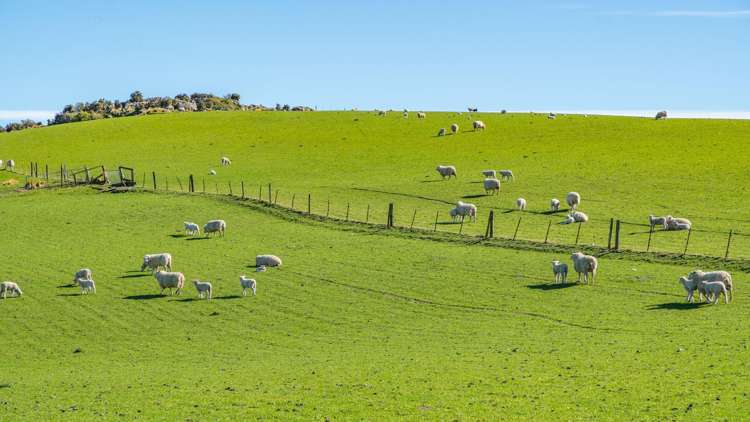 614 Omihi Road Omihi_21