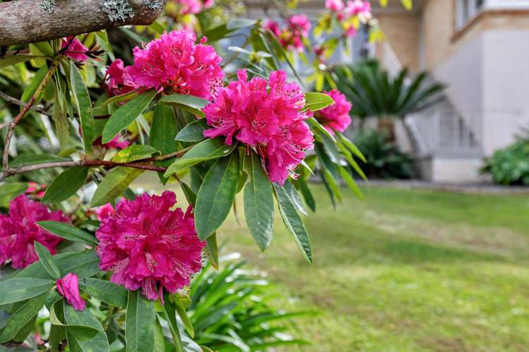 17 Hoey Street Kamo_15