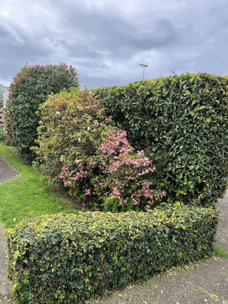 1/11 Erson Avenue Royal Oak_10