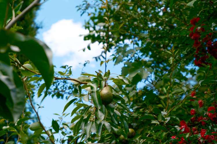 11 Okoheriki Street Mamaku_15