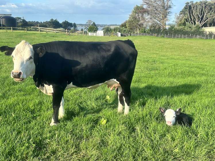 96 Westhead Road Waiuku_31