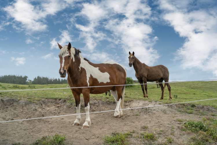 1300 Pongakawa Bush Road Pongakawa_21