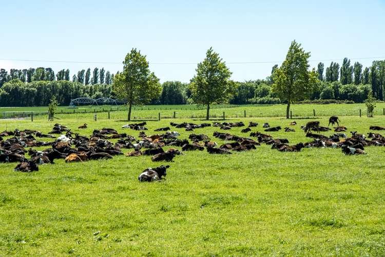 2052 Arundel Rakaia Gorge Road Mayfield_6