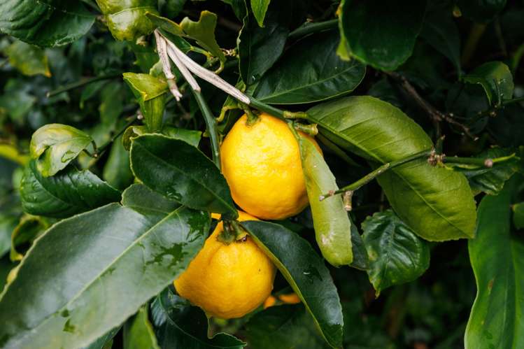 15 Mcarthur Street Terrace End_20