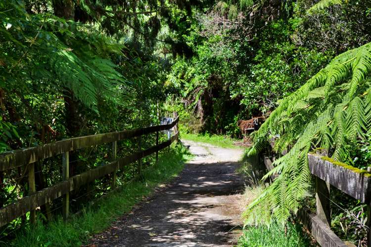 1256 Mangorei Road Mangorei_5