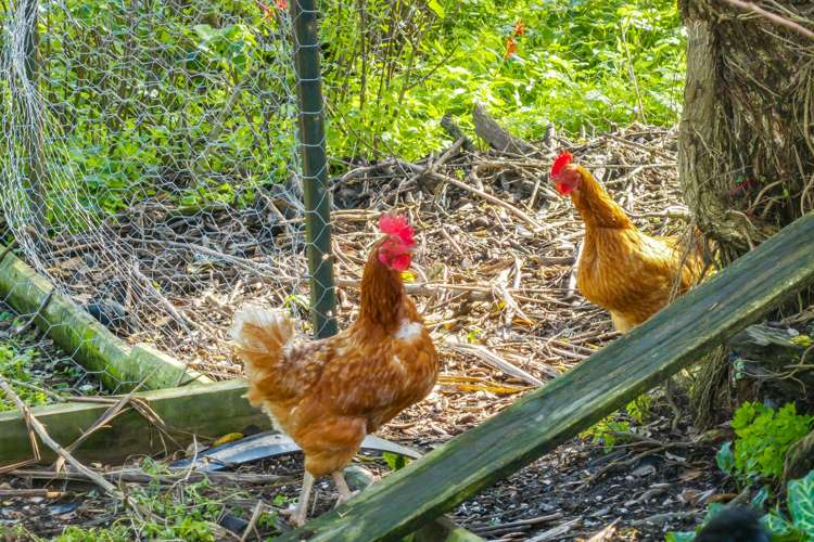 15 Boler Road Tauhoa_19