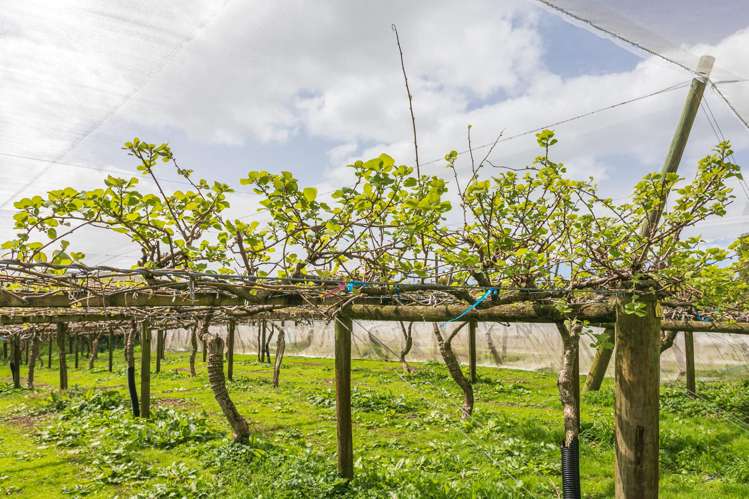 231 Walford Road Aongatete_36