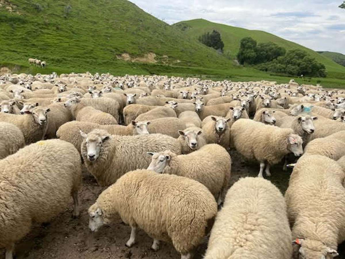 463 Dog Kennel Road_3