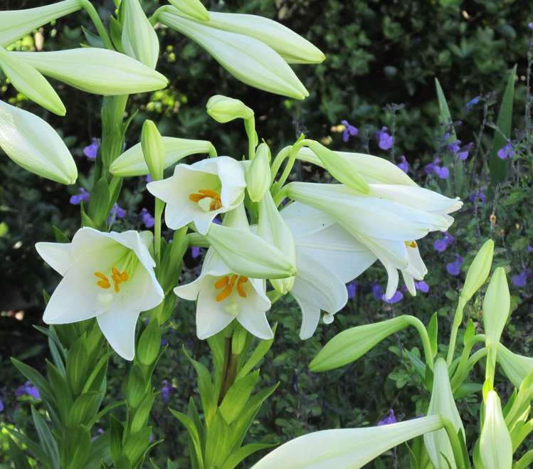 2 Marshall Road Rangiriri_25