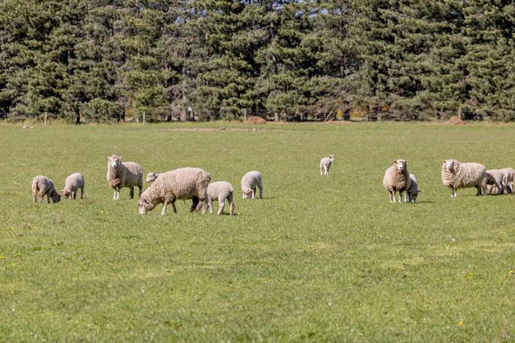 Sandy Knolls Road West Melton_10