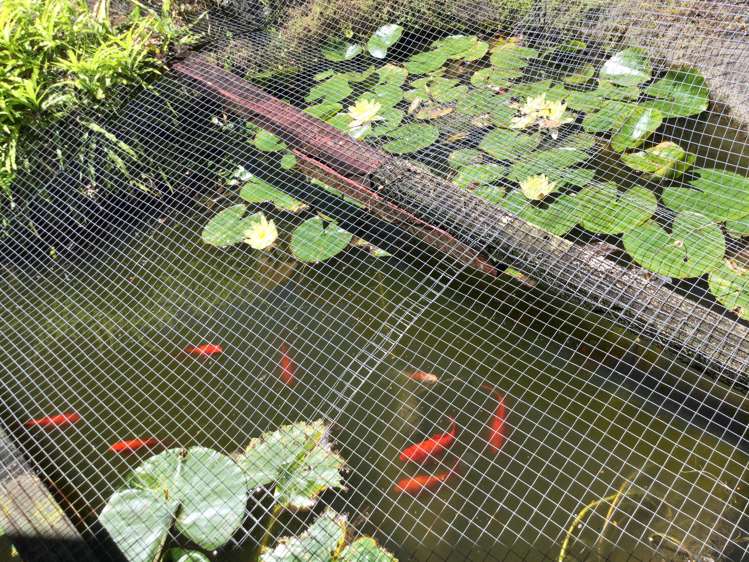 104 Hays Place Thames_23