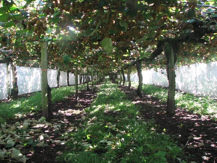 644 No 2 Road Te Puke_0