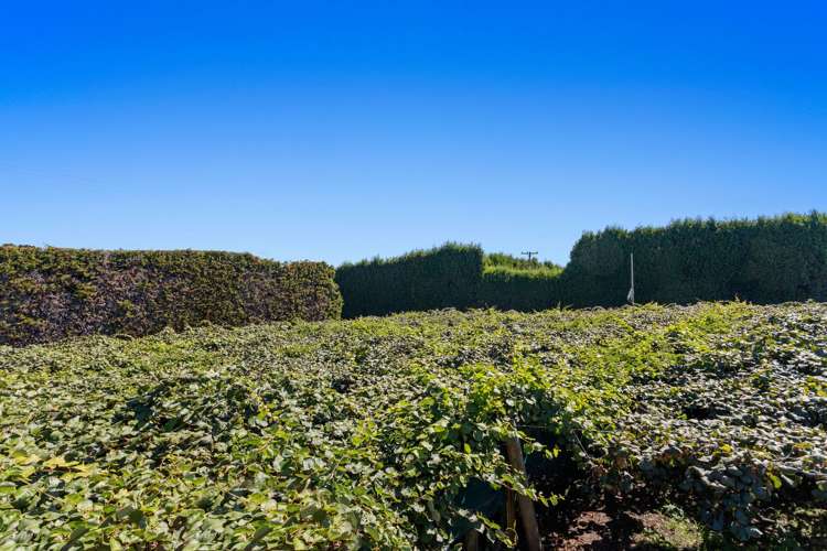 494 Paerata Ridge Road Opotiki and Surrounds_19