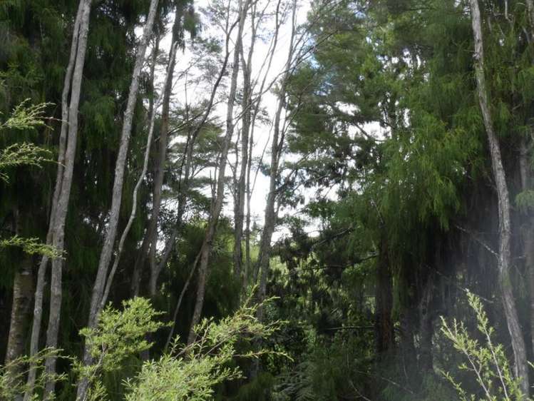 321a Quine Road Tahuna_16