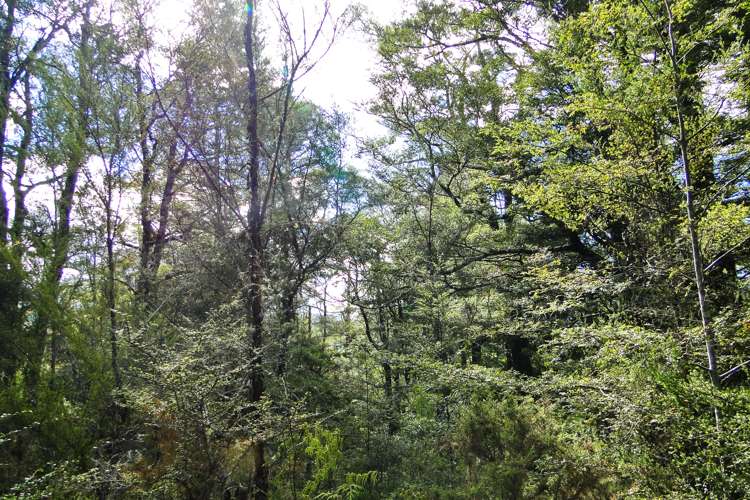 Tadmor-Glenhope Road Tasman_18