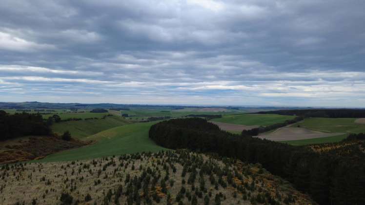 The Dasher Road Maraeweka_11