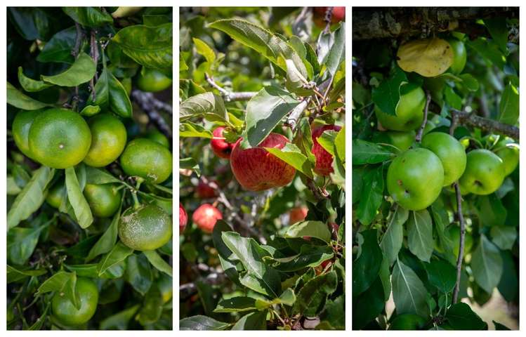 44 Sapphire Drive Hairini_19