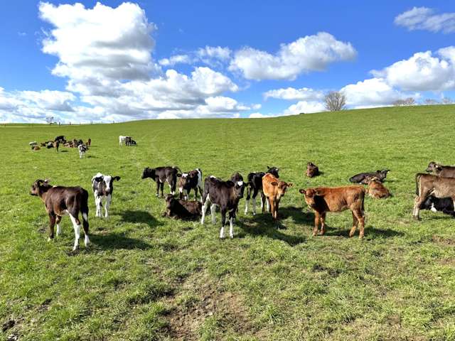 233B Kio Kio Station Road Otorohanga_4