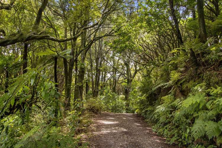 166b Heard Road Waihi_14