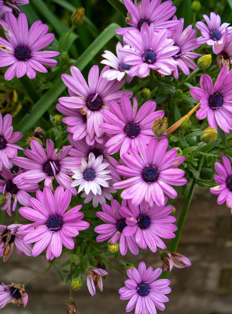 8 Grace Avenue Cambridge_18