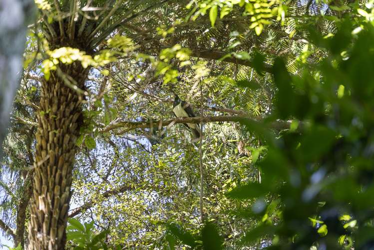 34 Turanga Road Henderson Valley_6