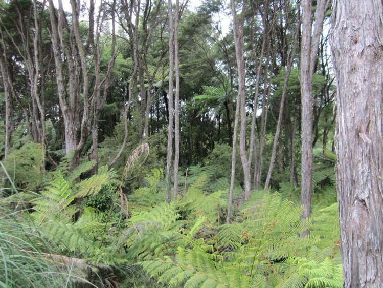 321a Quine Road Tahuna_7