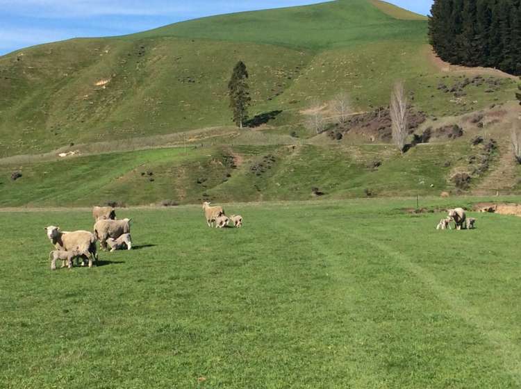 387 Eggleston Road Cheviot_25