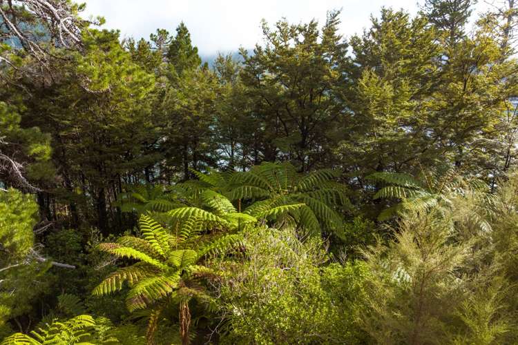 Lot 4 North West Bay Pelorus Sound_19