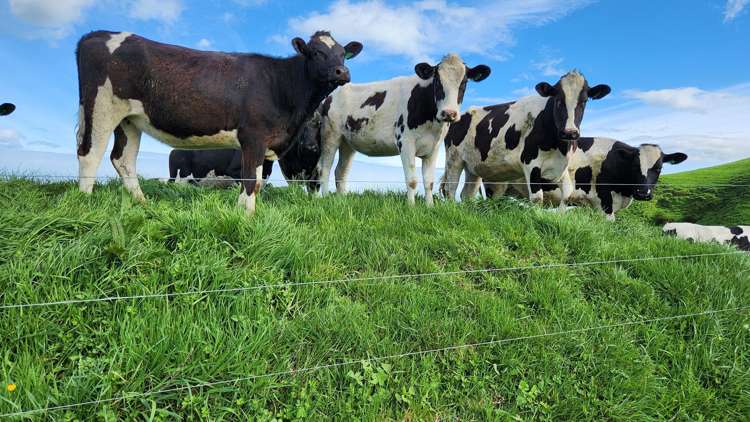 348 Ratapiko Road Ratapiko_13