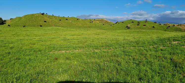 331 Warea Road Warea_16