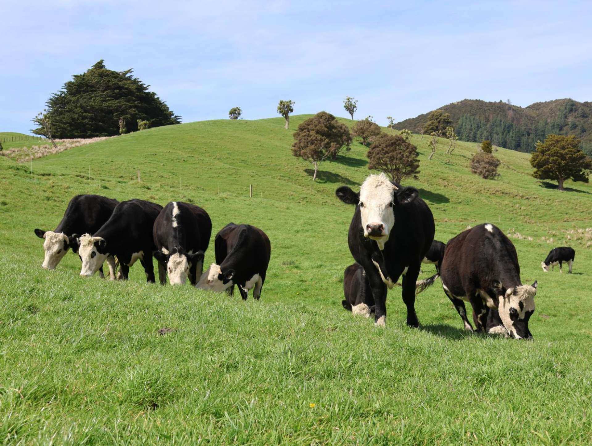 98 Millstream Road Dannevirke_0