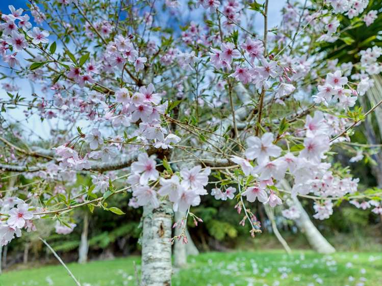 22A Waingaro Lane Kerikeri_24