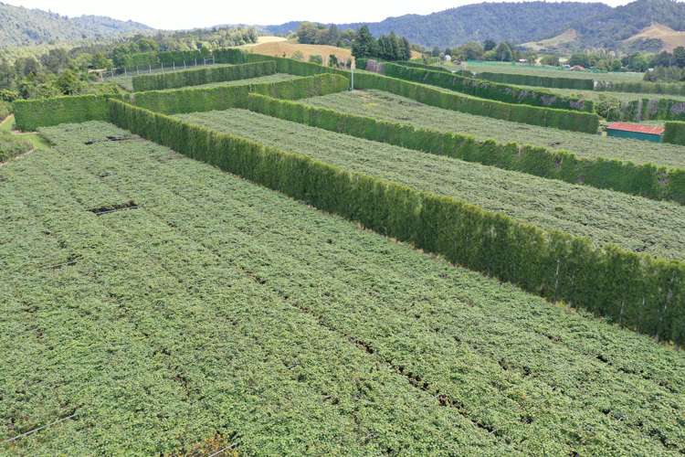 1335a No 3 Road Te Puke_8