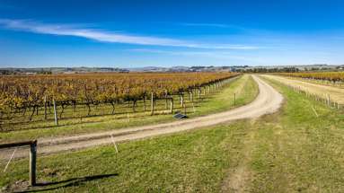 Colefield Vineyard, Aorangi Road_2