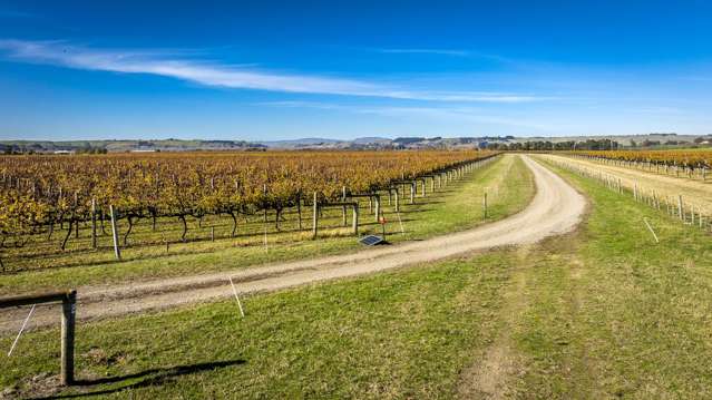 Colefield Vineyard, Aorangi Road Maraekakaho_2