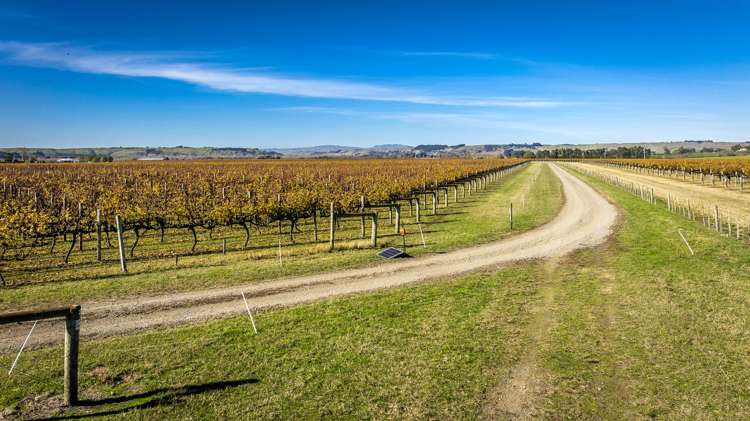 Colefield Vineyard, Aorangi Road Maraekakaho_2