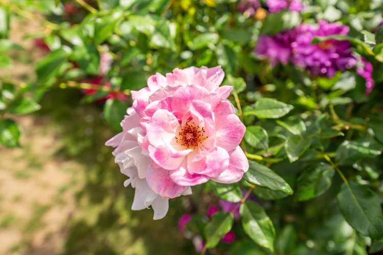 24 Barry Curtis Place Levin_20