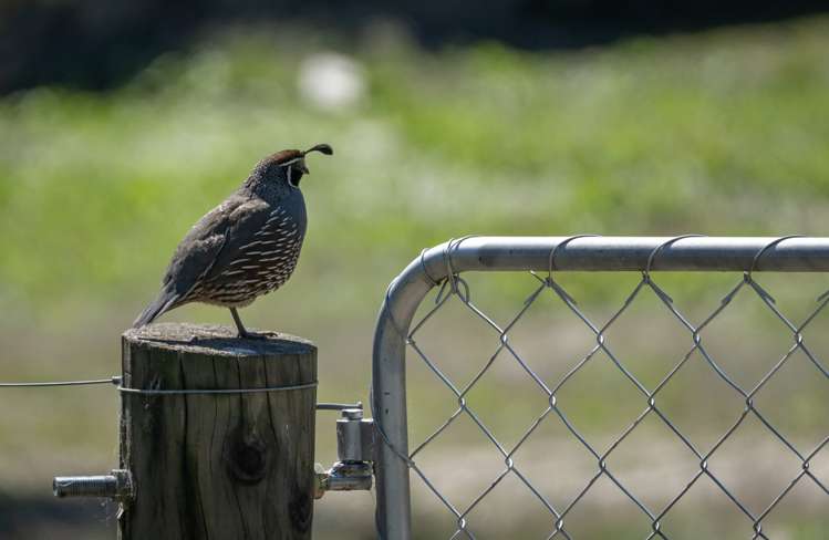 333 Beacon Point Road Wanaka_3