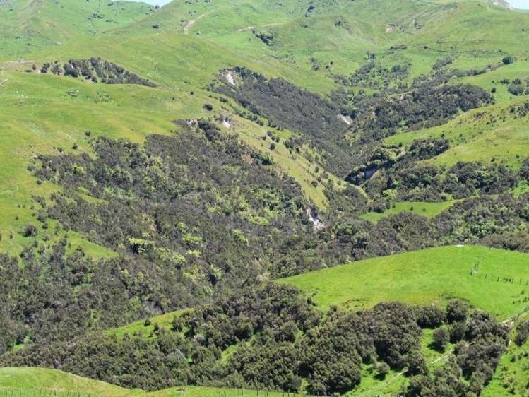 858 Oporae Road Weber_22