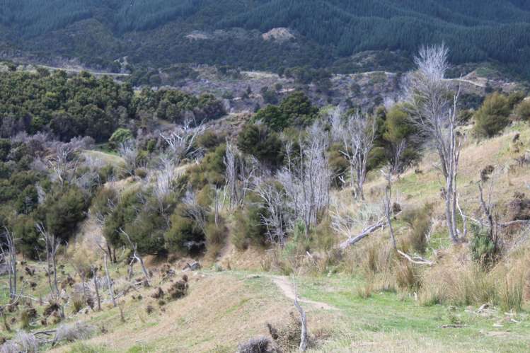 299 Branscombe Road Pongaroa_13