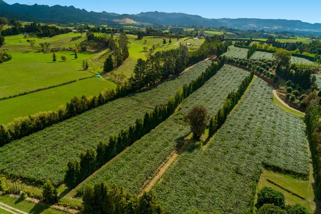 299 Lockington Road Aongatete_3