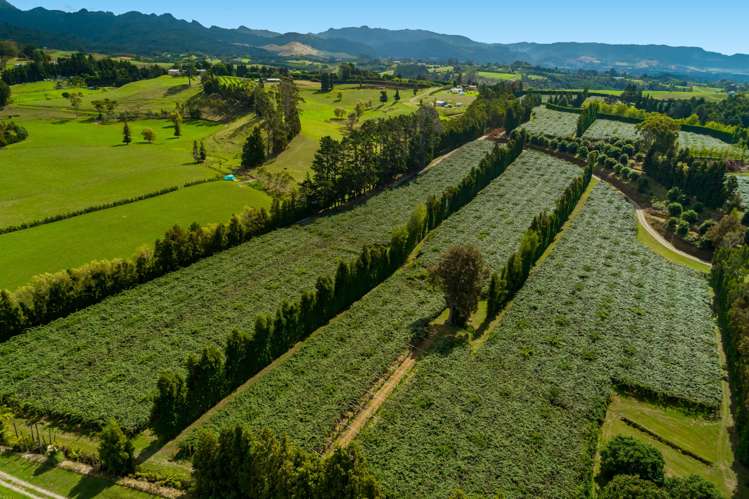 299 Lockington Road Aongatete_3